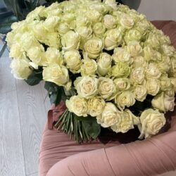 101 White Roses