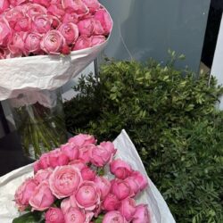 Pink Roses