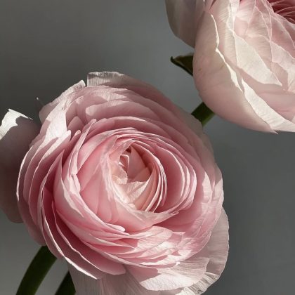 Ranunculus Pink