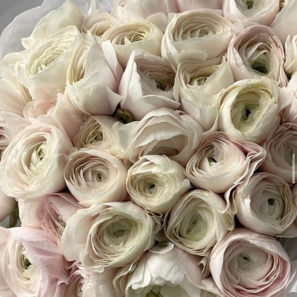 Ranunculus white