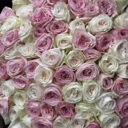 White & Pink Roses Deluxe