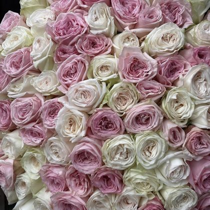 White & Pink Roses Deluxe