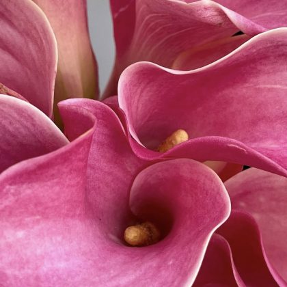 Pink Calla